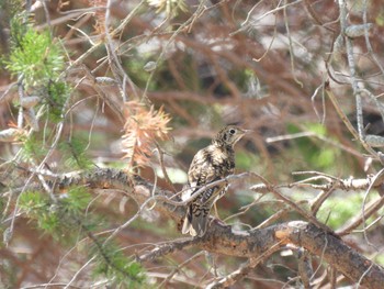 White's Thrush 近所の公園 Tue, 4/23/2024