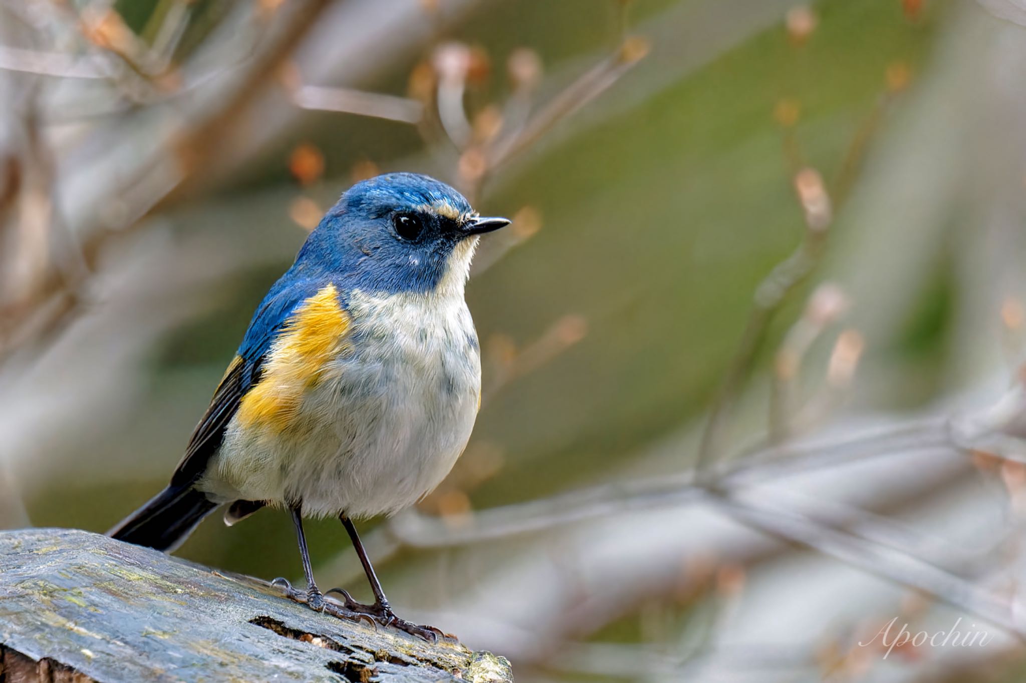 Photo of Red-flanked Bluetail at Kodomo Shizen Park by アポちん