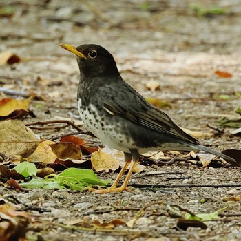 クロツグミ 庄内緑地公園 2024年4月20日(土)