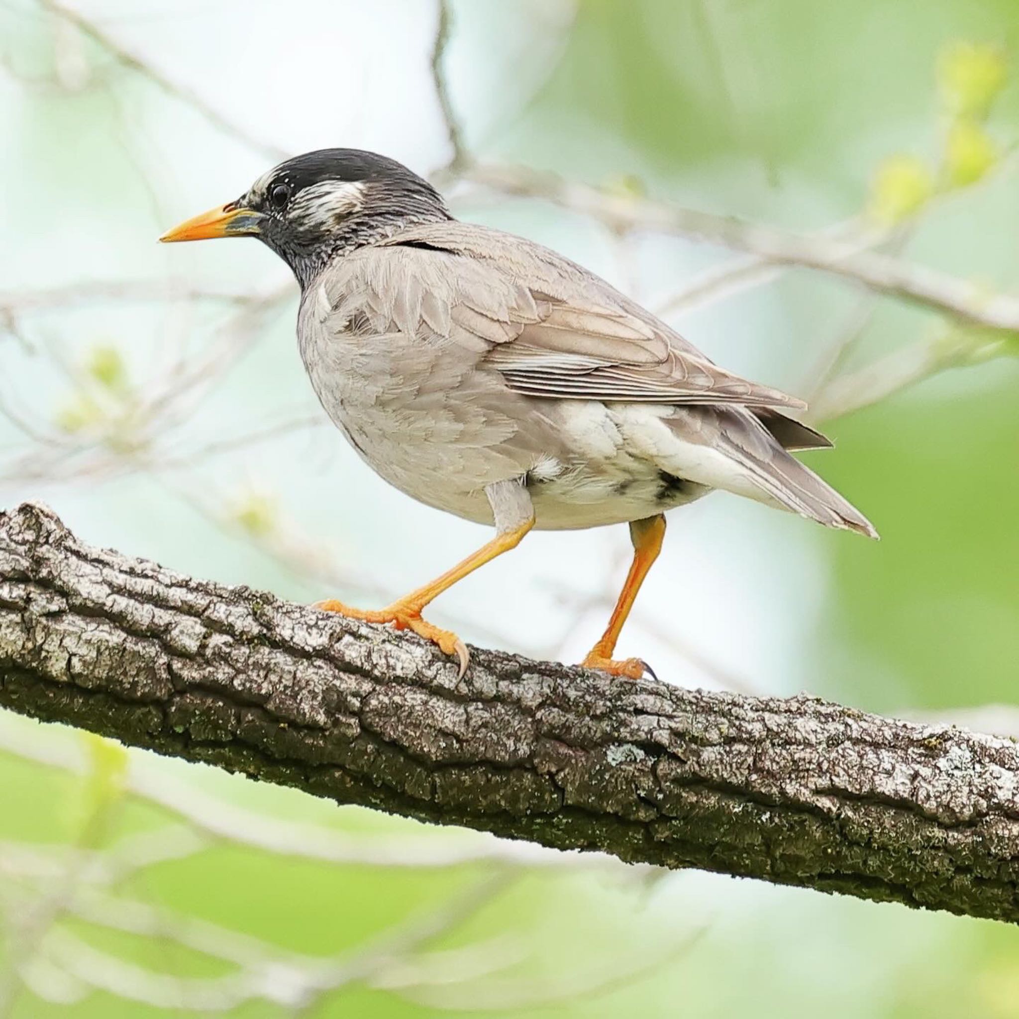 Photo of White-cheeked Starling at 庄内緑地公園 by トシさん