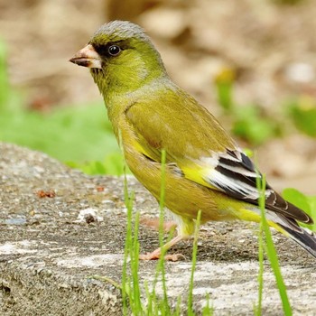 Grey-capped Greenfinch 庄内緑地公園 Sat, 4/20/2024