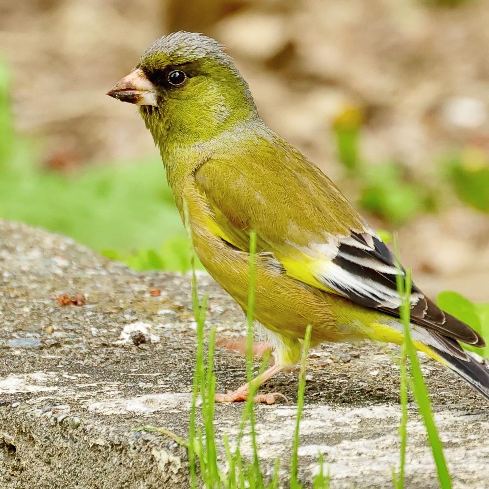 Photo of Grey-capped Greenfinch at 庄内緑地公園 by トシさん