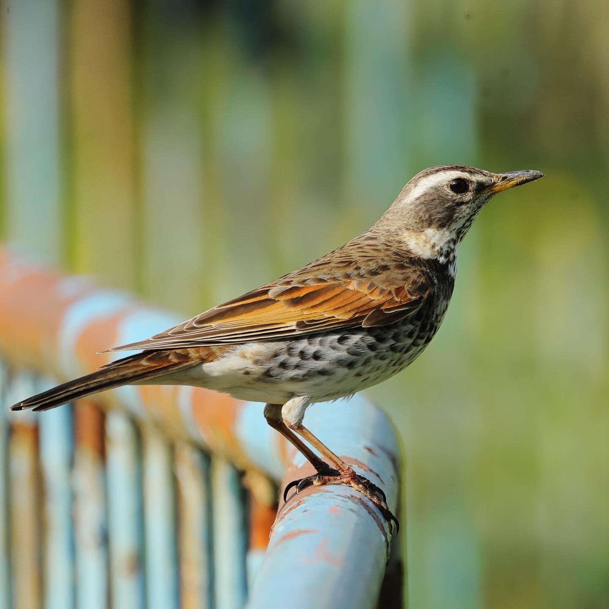 Photo of Dusky Thrush at 庄内緑地公園 by トシさん