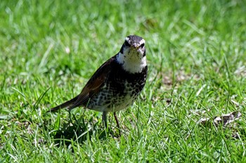 Dusky Thrush Makomanai Park Tue, 4/23/2024