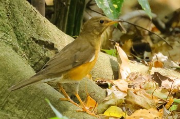 アカハラ 庄内緑地公園 2024年4月20日(土)