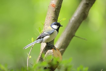 シジュウカラ 庄内緑地公園 2024年4月20日(土)