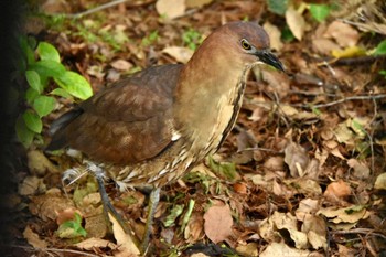 Japanese Night Heron Ukima Park Tue, 4/23/2024