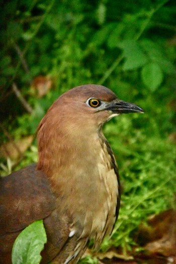 Japanese Night Heron Ukima Park Tue, 4/23/2024