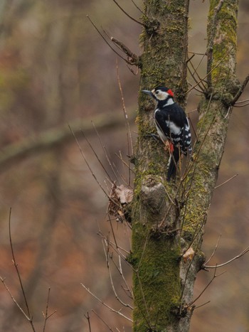 Great Spotted Woodpecker Karuizawa wild bird forest Mon, 4/22/2024