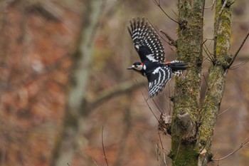 Great Spotted Woodpecker Karuizawa wild bird forest Mon, 4/22/2024