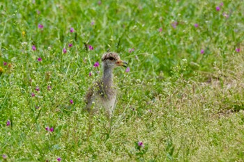 Grey-headed Lapwing 大府市 Sat, 4/20/2024