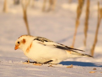 Snow Bunting 鵡川河口 Sun, 1/28/2024