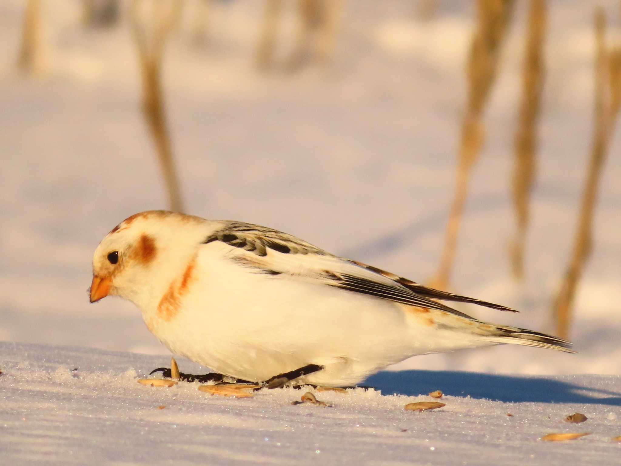 Photo of Snow Bunting at 鵡川河口 by ゆ