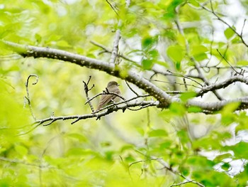 Asian Brown Flycatcher 柏市水生水辺公園 Tue, 4/23/2024