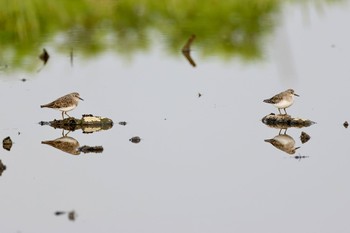 Temminck's Stint 茨城県 Sun, 4/21/2024