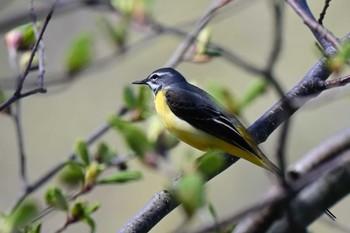 Grey Wagtail 豊平川 Tue, 4/23/2024