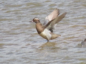 Garganey Izunuma Fri, 4/19/2024