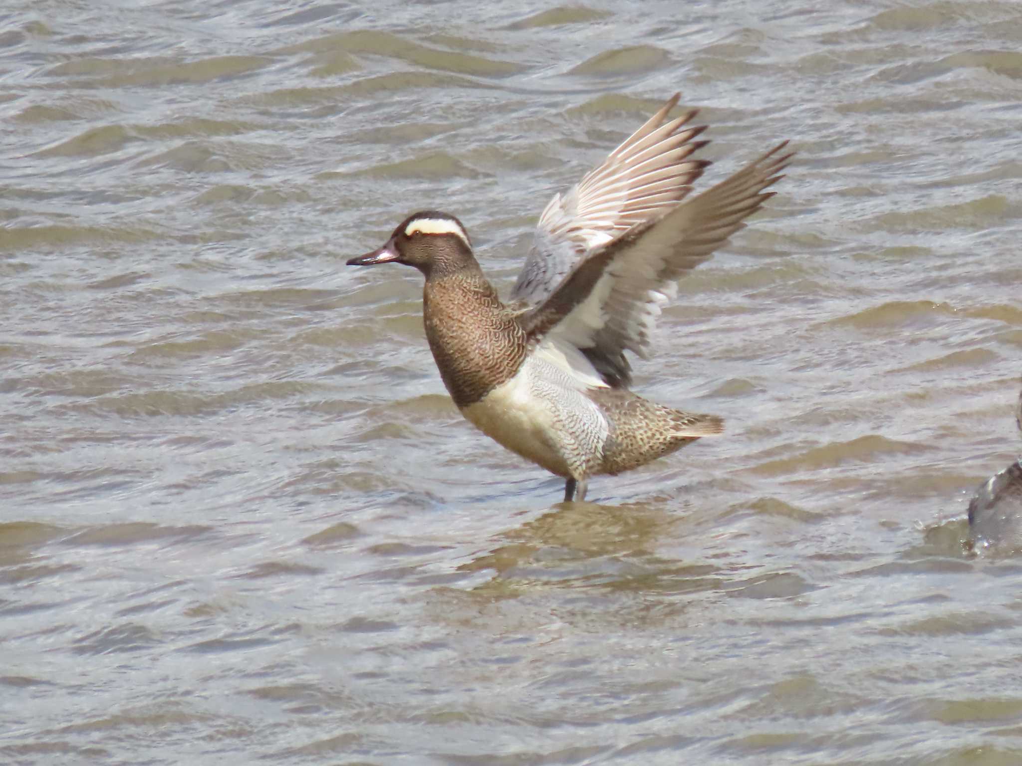 Garganey