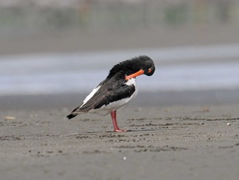 Eurasian Oystercatcher Sambanze Tideland Sat, 4/20/2024