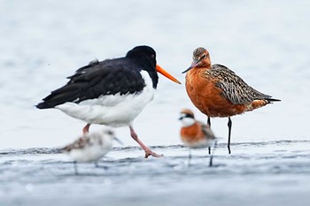 オオソリハシシギ ふなばし三番瀬海浜公園 2024年4月21日(日)