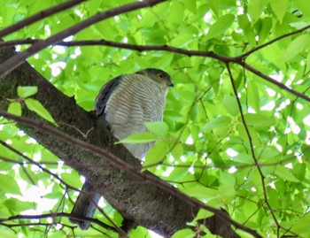 ツミ 都立浮間公園 2024年4月23日(火)