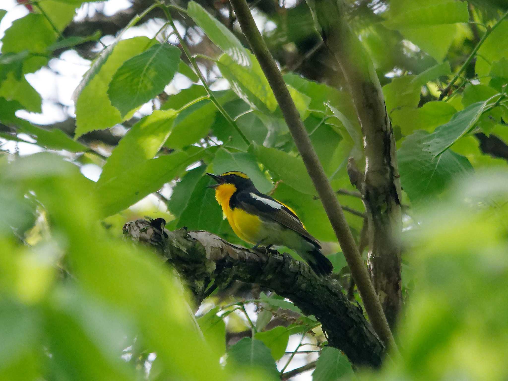 Photo of Narcissus Flycatcher at 氷取沢市民の森 by しおまつ