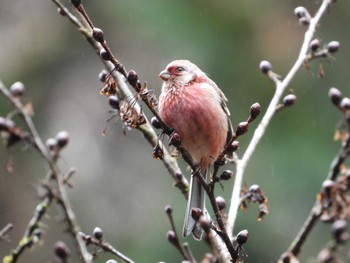 Siberian Long-tailed Rosefinch Hayatogawa Forest Road Sun, 2/18/2024