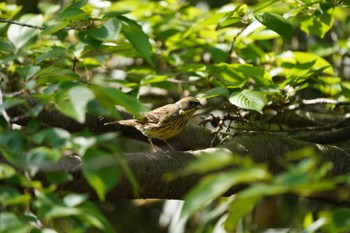 Masked Bunting Unknown Spots Sat, 4/20/2024