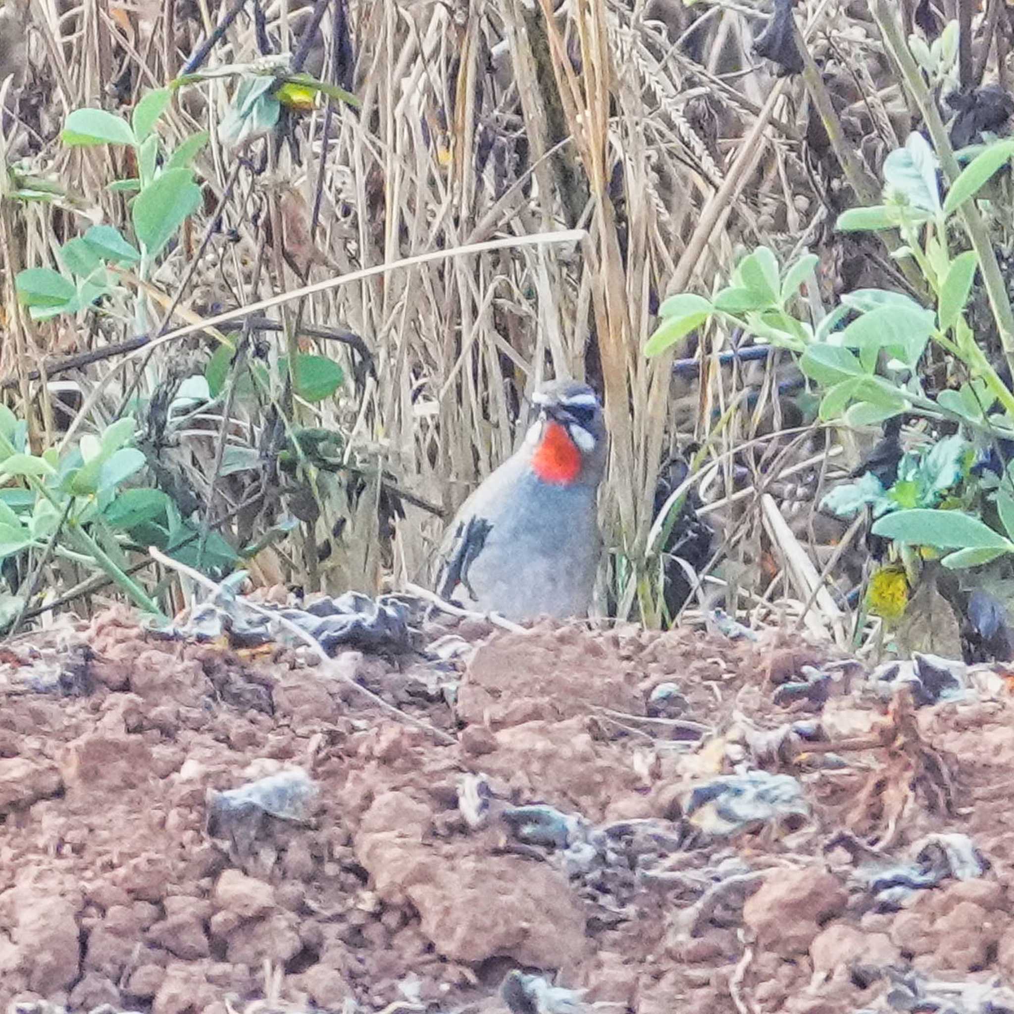 Photo of Siberian Rubythroat at Tham Pla National Park by span265