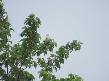 Chestnut-cheeked Starling Musashino-no-mori Park Sun, 4/21/2024