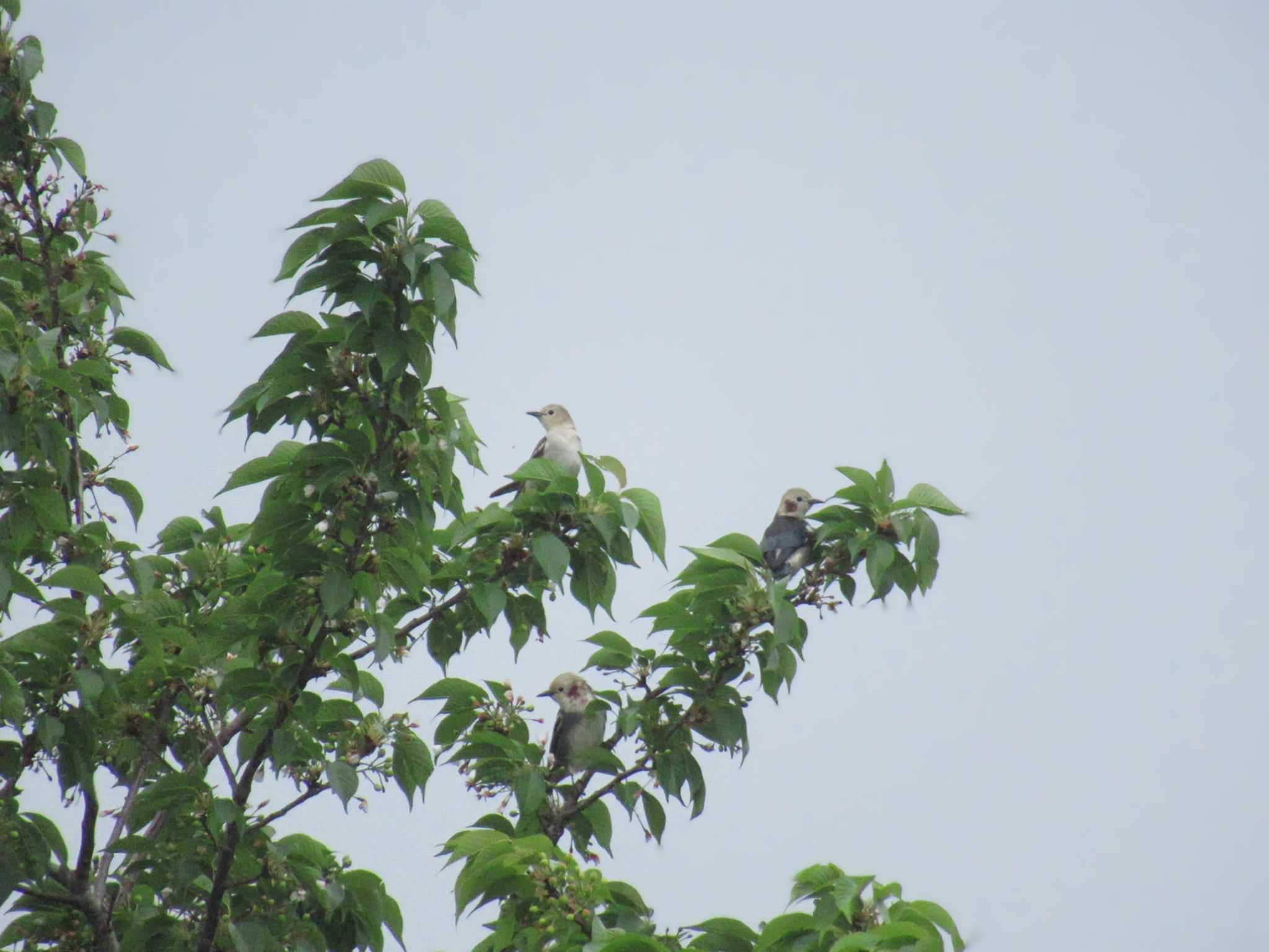 Photo of Chestnut-cheeked Starling at Musashino-no-mori Park by kohukurou