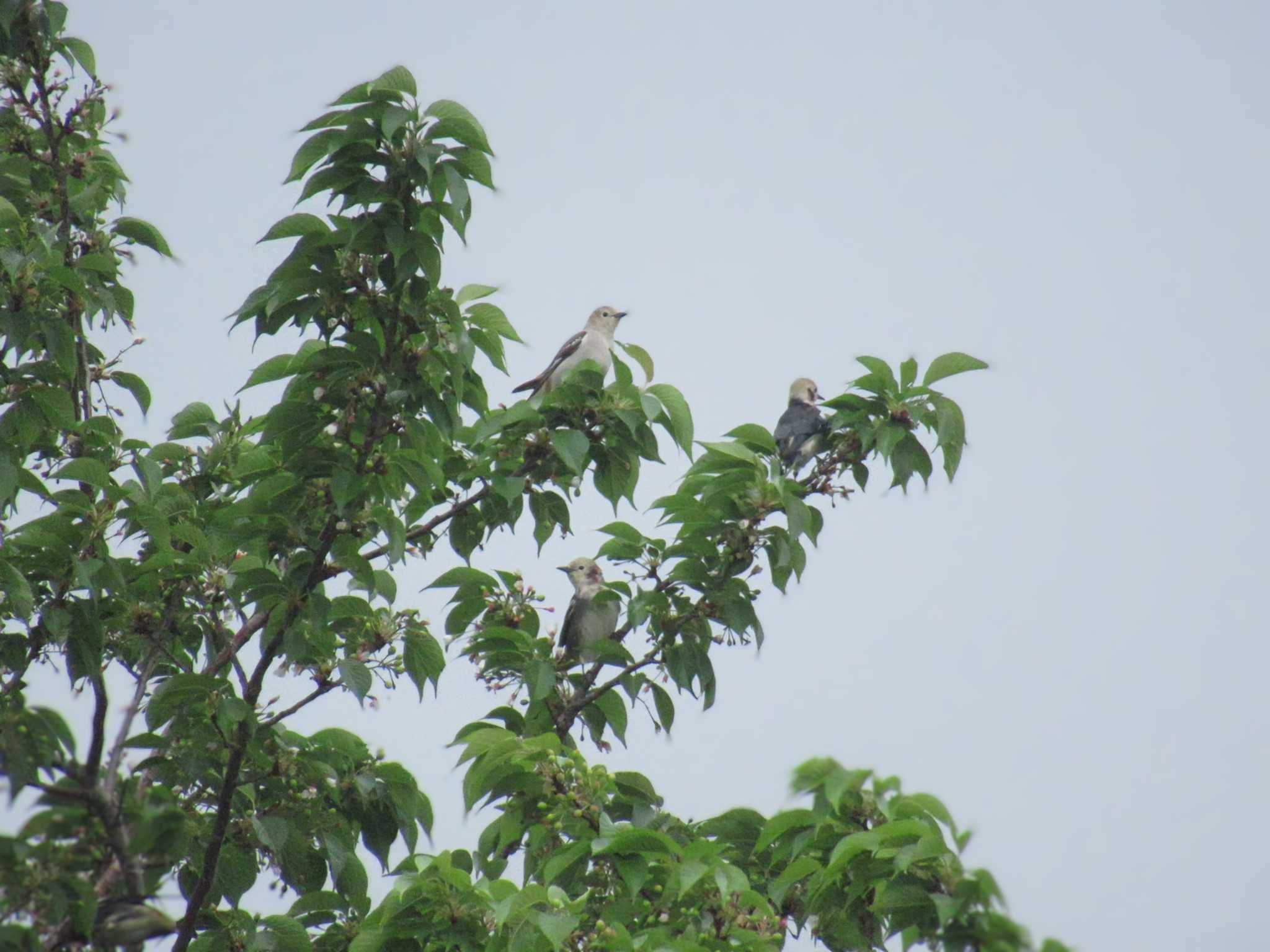 Photo of Chestnut-cheeked Starling at Musashino-no-mori Park by kohukurou