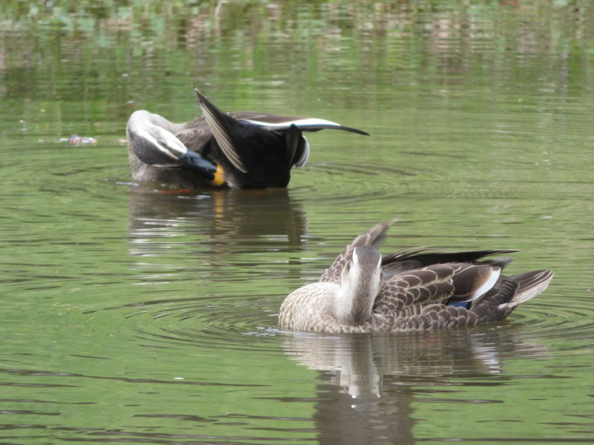 Photo of Eastern Spot-billed Duck at  by KAT