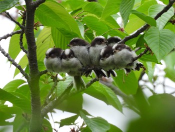 Long-tailed Tit Osaka castle park Mon, 4/22/2024