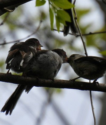 Long-tailed Tit 祖父江ワイルドネイチャー緑地 Sat, 4/20/2024