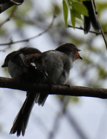 Long-tailed Tit 祖父江ワイルドネイチャー緑地 Sat, 4/20/2024