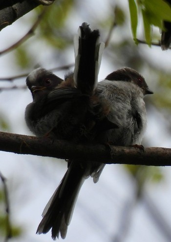 Long-tailed Tit 祖父江ワイルドネイチャー緑地 Sat, 4/20/2024