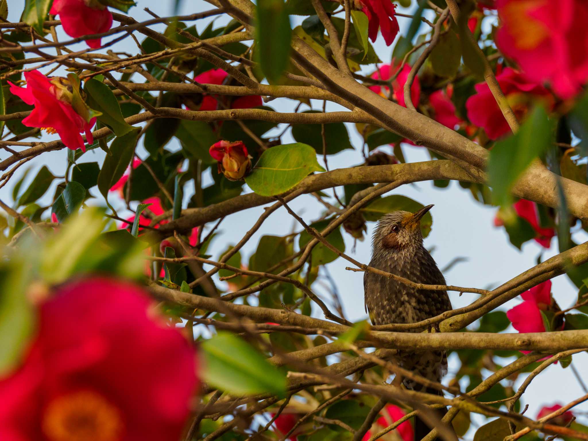 Photo of Brown-eared Bulbul at 石川県 by ひげ@石川