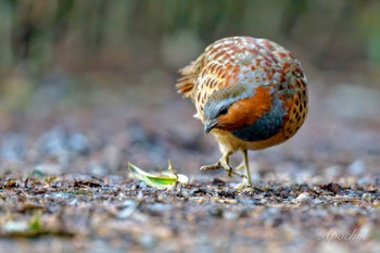 Chinese Bamboo Partridge Kodomo Shizen Park Sun, 3/24/2024