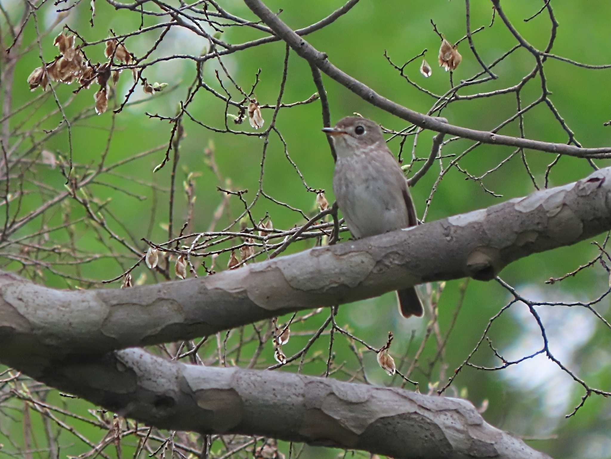 Photo of Asian Brown Flycatcher at 大阪 by あなちゃん