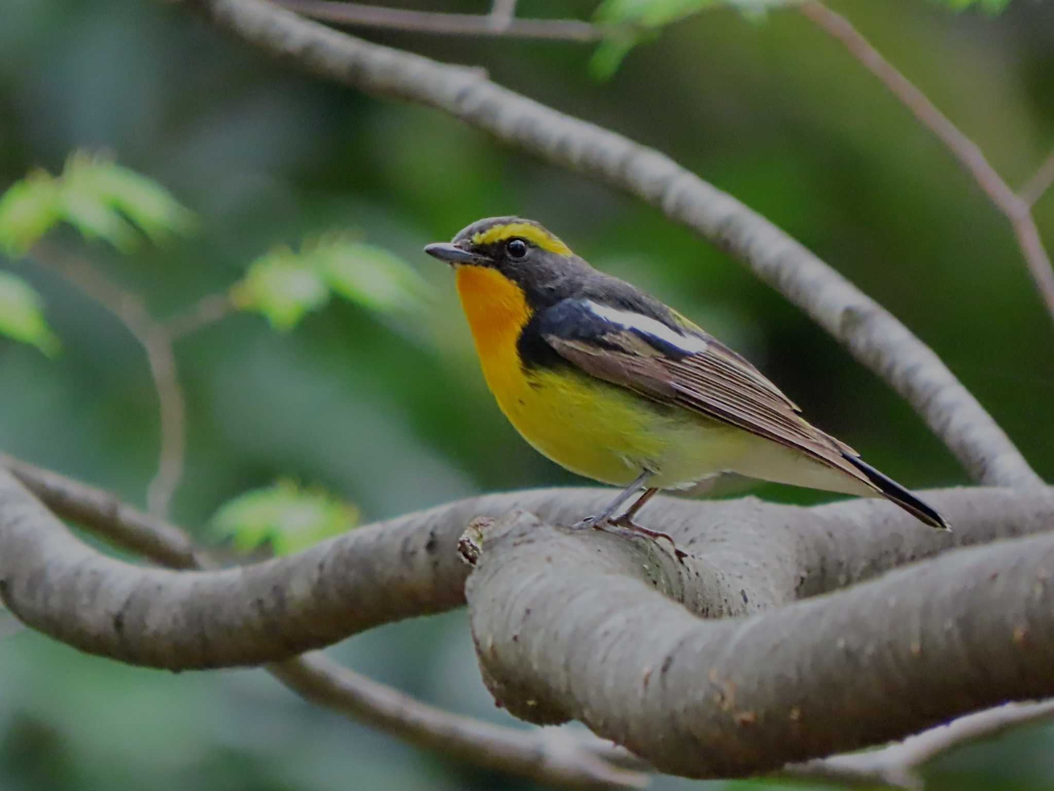 Photo of Narcissus Flycatcher at 大阪 by あなちゃん