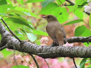 Blue-and-white Flycatcher 大阪 Tue, 4/23/2024