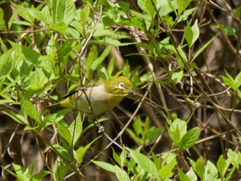 Warbling White-eye 秩父 Sat, 4/20/2024