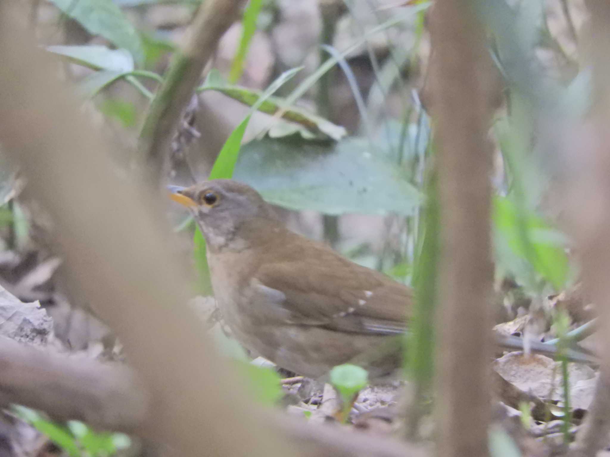 Pale Thrush