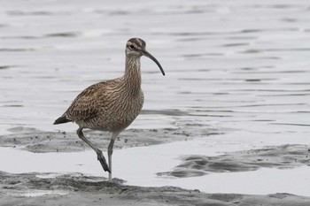 Eurasian Whimbrel Kasai Rinkai Park Tue, 4/23/2024