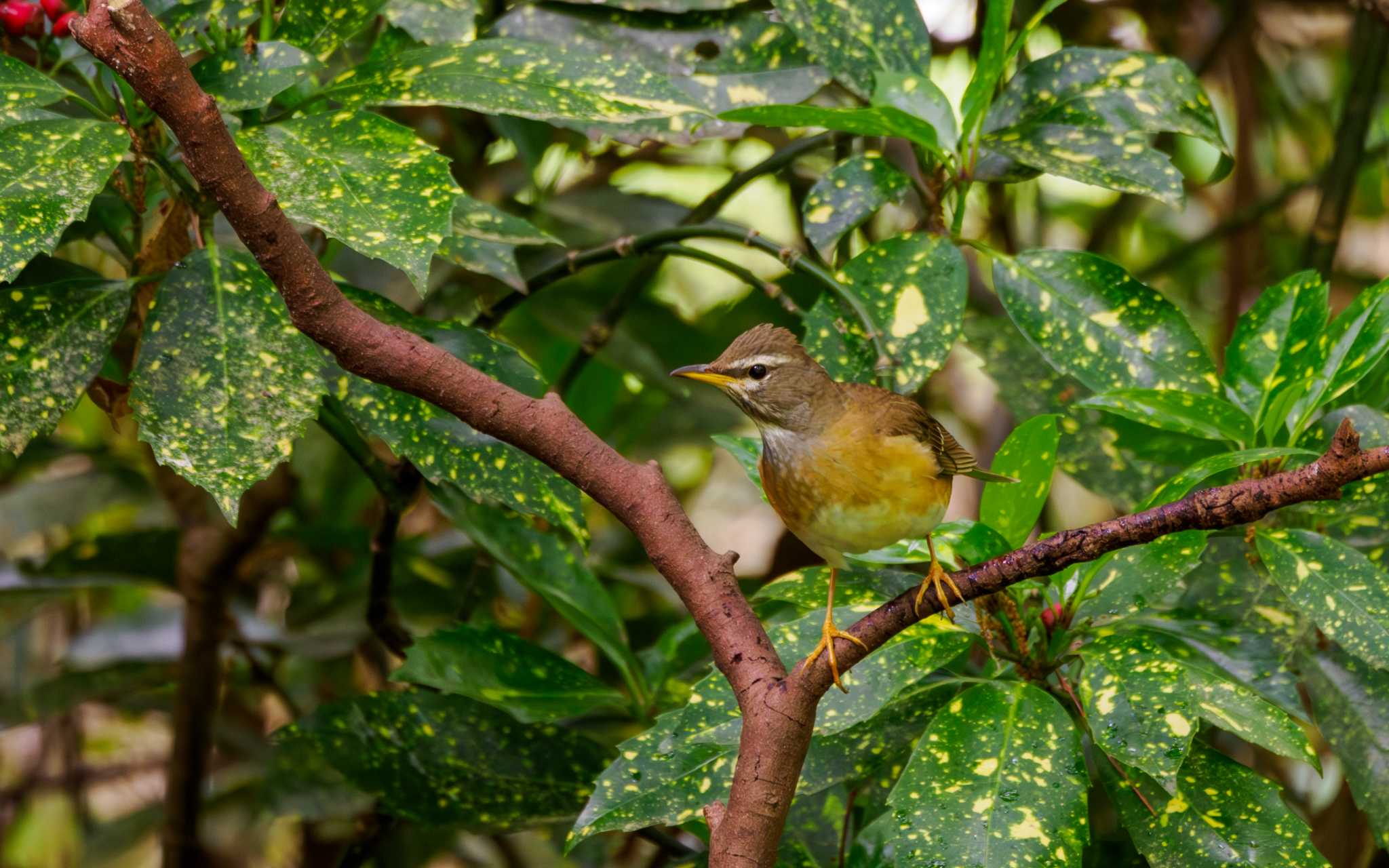 Photo of Eyebrowed Thrush at 京都市上京区 by す