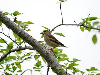 Hawfinch 柏市水生水辺公園 Tue, 4/23/2024