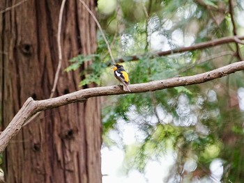 Narcissus Flycatcher 柏市水生水辺公園 Tue, 4/23/2024