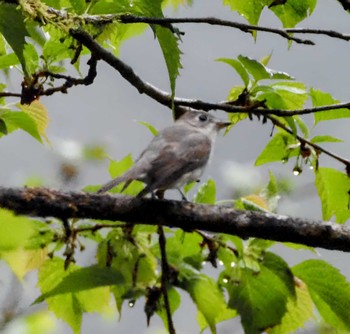 Tue, 4/23/2024 Birding report at Hayatogawa Forest Road