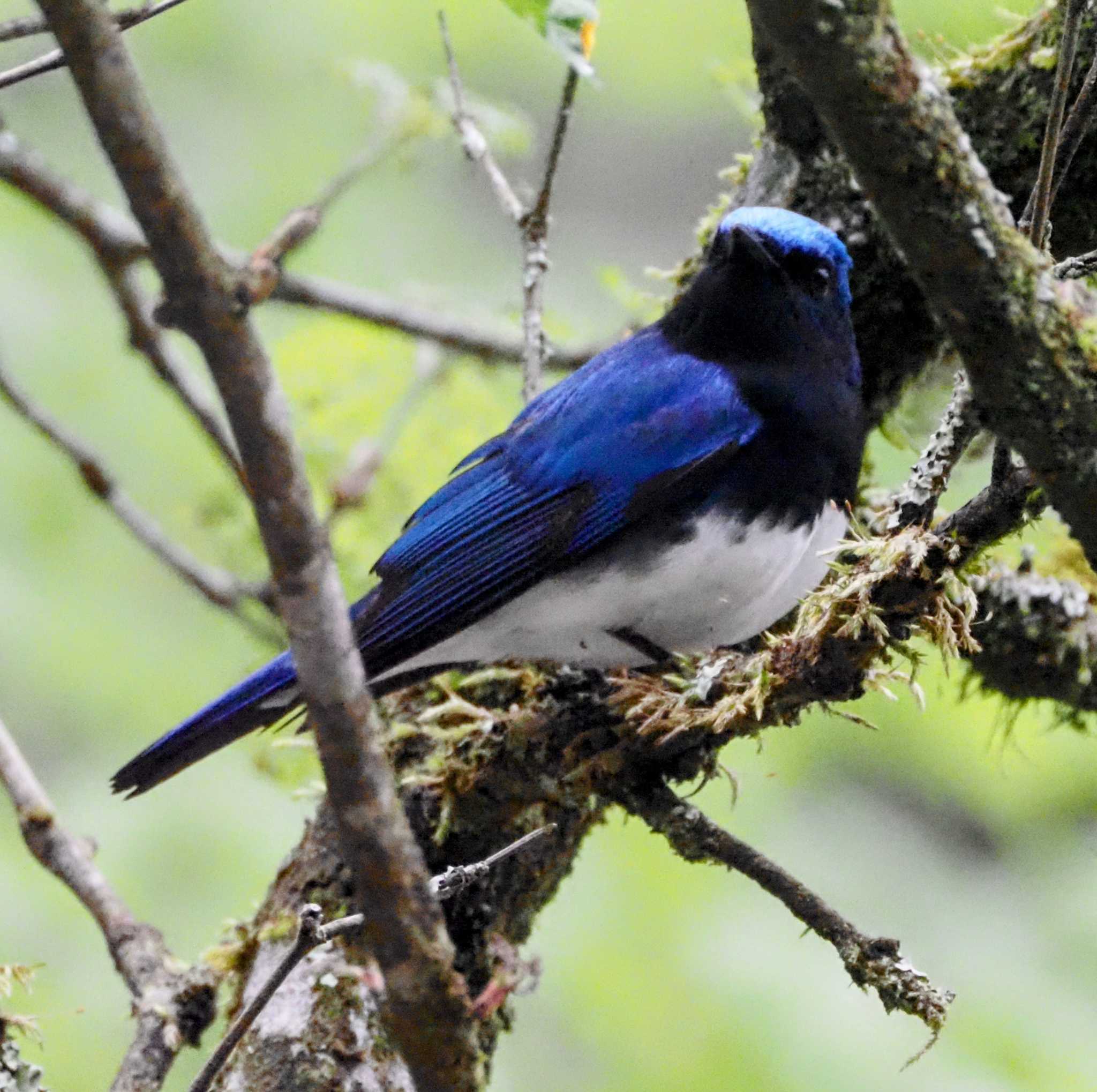 Blue-and-white Flycatcher